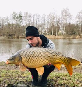 Common Carp