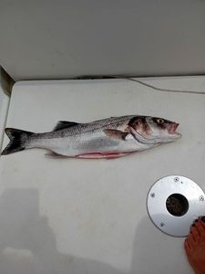 European Bass (Seabass)