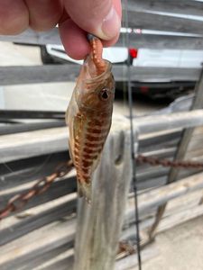 Banded Goatfish