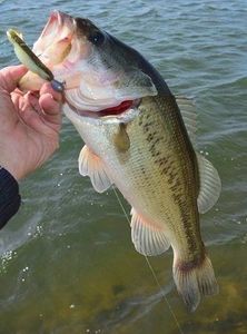 Largemouth Bass