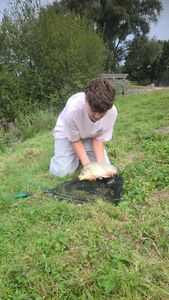 Prussian Carp