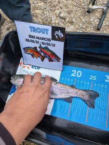 Rainbow Trout