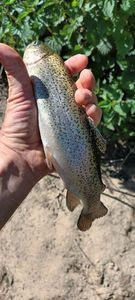 Rainbow Trout