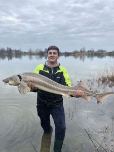 Sturgeon