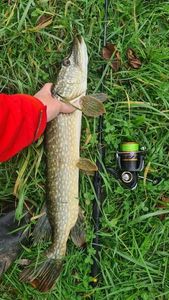 Northern Pike