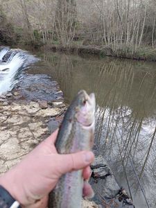 Rainbow Trout
