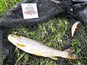 Brown Trout