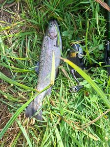 Rainbow Trout