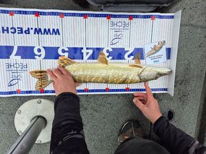 Northern Pike