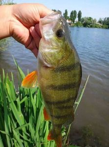 European Perch