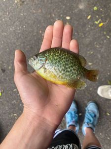 Green Sunfish