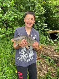Common Carp
