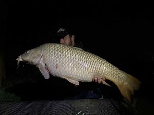 Common Carp