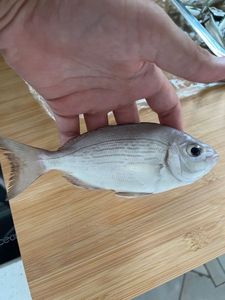 Black Seabream