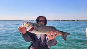 European Bass (Seabass)