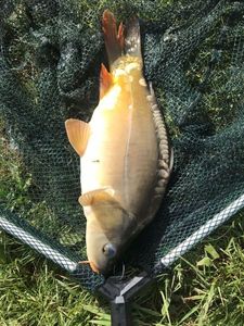 Leather Carp