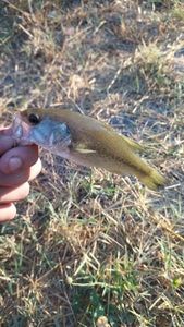 Smallmouth Bass