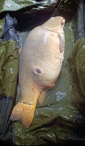 Mirror Carp