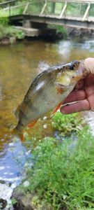 Yellow Perch