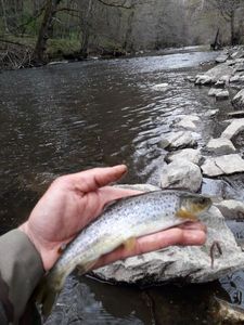 Brown Trout