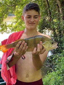 European Perch