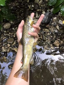 Brown Trout