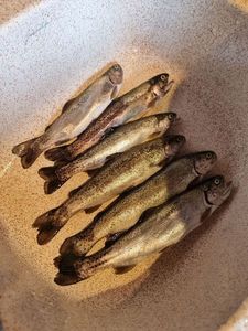 Rainbow Trout