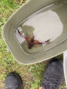 Spinycheek Crayfish