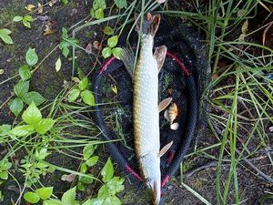 Northern Pike