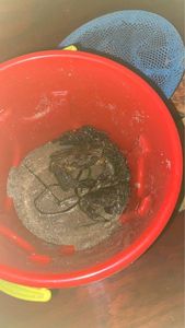 Common Shore Crab (Green Crab)