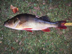 European Perch
