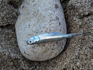 Smelt