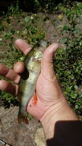 European Perch