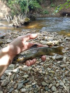 Brown Trout