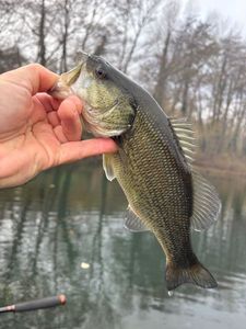 Largemouth Bass