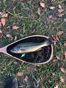 Largemouth Bass