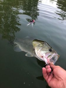Largemouth Bass