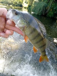 European Perch