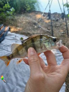 European Perch