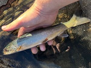 Arctic Char