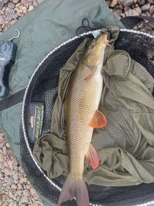 Barbel