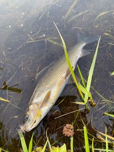 Grayling