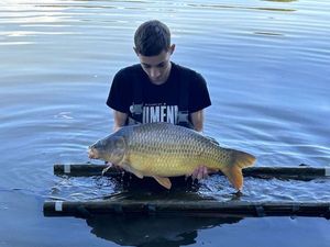 Common Carp
