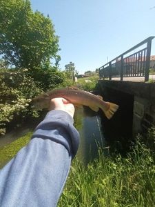 Brown Trout