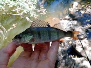European Perch