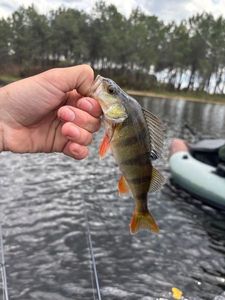 European Perch