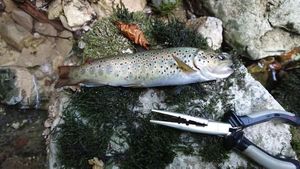 Brown Trout