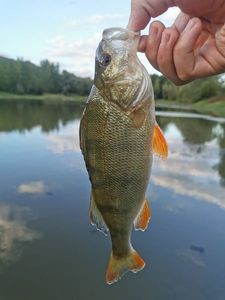 European Perch