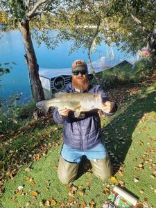 Largemouth Bass
