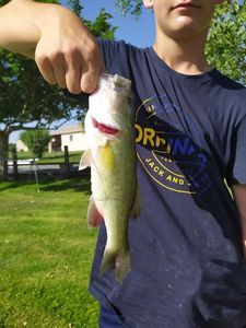Smallmouth Bass